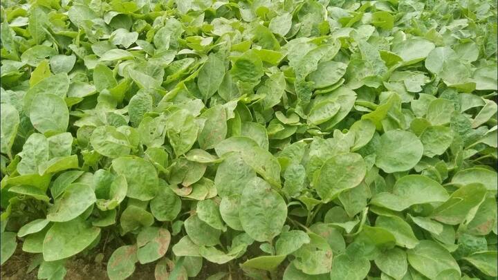 अगर आप इसकी बुवाई करना चाहते हैं. तो सबसे पहले आपको नर्सरी तैयार करनी होगी. जून का यह महीना इसकी नर्सरी लगाने के लिए सबसे बेस्ट माना जाता है. इसके लिए उपजाऊ और अच्छे जल निकास वाली मिट्टी में बीजों को बो दें. करीब दो से तीन हफ्ते में जब पौधे चार से पांच इंच के हो जाएं तो उन्हें मुख्य खेत में ट्रांसफर कर दें.