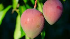 Mango Storage Tips: आम फ्रिज में रखने चाहिए या नहीं, जानें कैसे रख सकते हैं एक सप्ताह तक एकदम फ्रेश?