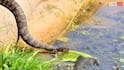 Water Snake: क्या पानी वाले सांपों में भी होता है जहर, इंसान को काट लें तो क्या होगा?
