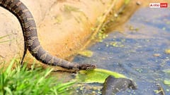Water Snake: क्या पानी वाले सांपों में भी होता है जहर, इंसान को काट लें तो क्या होगा?