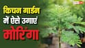 घर के किचन गार्डन में कैसे उगा सकते हैं मोरिंगा, टेस्ट से लेकर सेहत तक है रामबाण