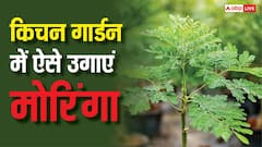 घर के किचन गार्डन में कैसे उगा सकते हैं मोरिंगा, टेस्ट से लेकर सेहत तक है रामबाण