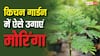 घर के किचन गार्डन में कैसे उगा सकते हैं मोरिंगा, टेस्ट से लेकर सेहत तक है रामबाण