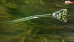 Water Snake: क्या पानी वाले सांपों में भी होता है जहर, इंसान को काट लें तो क्या होगा?