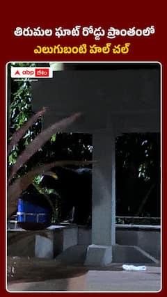 Bear Spotted on Tirumala Ghat Road
