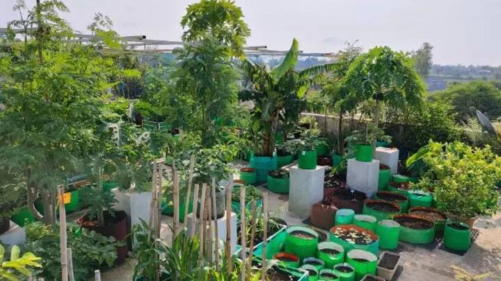 छत पर गार्डनिंग करने का सबसे बड़ा फायदा यह है कि आपको हर सीजन में अपने हाथ से तोड़ी हुई एकदम ताजी, रसीली और पौष्टिक सब्जियां मिलती हैं. इससे न सिर्फ आपके घर का बजट सुधरता है और पैसों की बड़ी बचत होती है.
