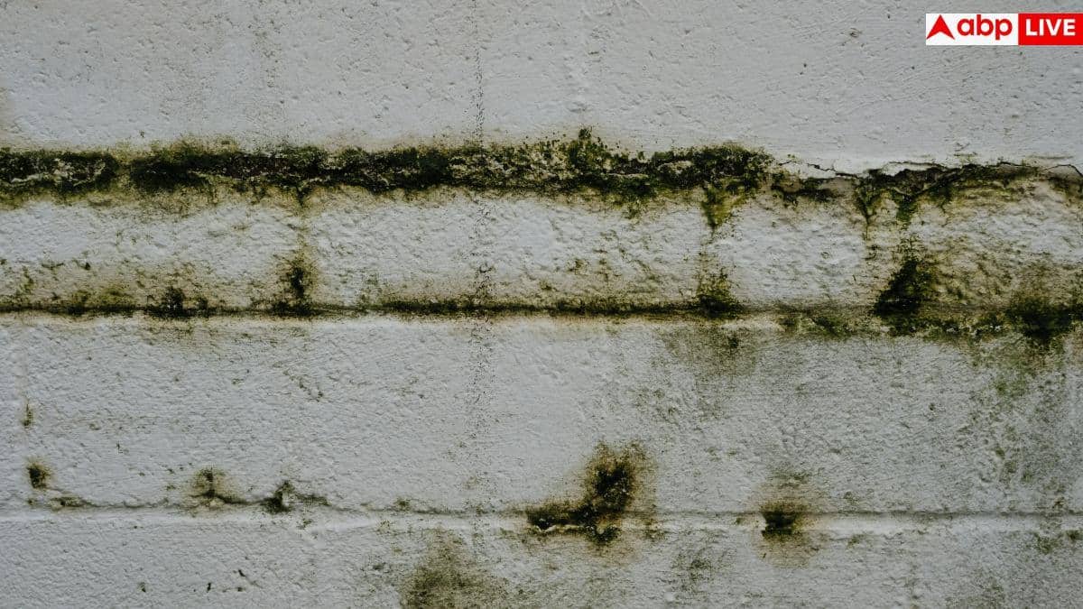 Wall Dampness Treatment: नया फर्श बनवाने के बाद भी कमरे में आ जाती है सीलन? जान लें इसका इलाज