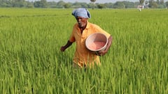 Arhar Dal Farming: अरहर की खेती के लिए आजमाएं ये तकनीक, 20 गुना तक बढ़ जाएगी पैदावार