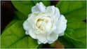 Benefits of Jasmine : నిద్ర నుంచి మూడ్ వరకు.. మల్లెపూల వాసన చూస్తే కలిగే ఆరోగ్య ప్రయోజనాలు ఇవే
