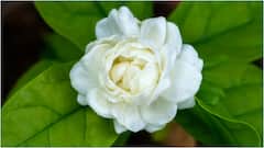 Benefits of Jasmine : నిద్ర నుంచి మూడ్ వరకు.. మల్లెపూల వాసన చూస్తే కలిగే ఆరోగ్య ప్రయోజనాలు ఇవే