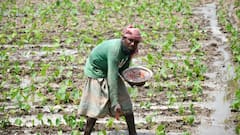 Arhar Dal Farming: अरहर की खेती के लिए आजमाएं ये तकनीक, 20 गुना तक बढ़ जाएगी पैदावार