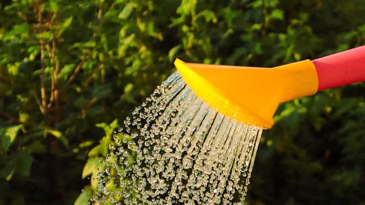 लौंग के पौधे को नियमित पानी की जरूरत होती है, लेकिन जरूरत से ज्यादा पानी नुकसान पहुंचा सकता है.  मिट्टी सूखी महसूस होने लगे तभी पानी दें.  बरसात के मौसम में खास ध्यान रखें कि गमले में पानी जमा न हो.  सही मात्रा में नमी बनाए रखना पौधे की अच्छी बढ़त के लिए जरूरी है. इस आसान विधि को अपनाकर आप न सिर्फ लौंग, बल्कि इलायची जैसे अन्य कीमती पौधों के प्लांट भी अच्छी तरीके से तैयार कर सकते हैं.
