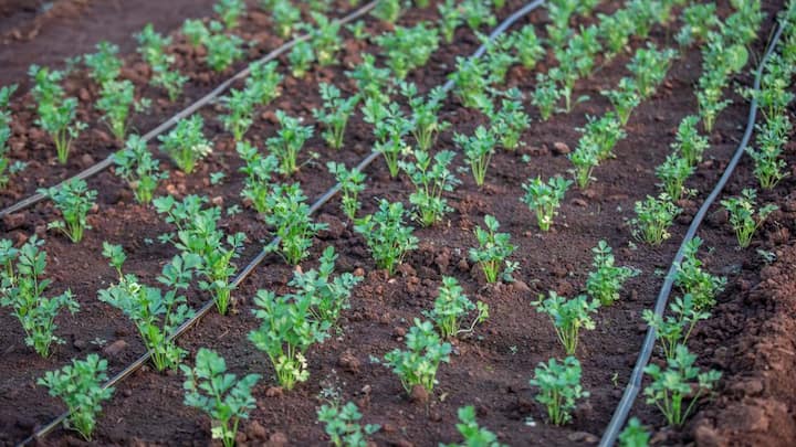 पानी की बचत और सिंचाई के लिए ड्रिप सिस्टम का यूज और समय पर निराई-गुड़ाई करने से फसल को बीमारियों से बचाया जा सकता है. इस तकनीक में पानी सीधे पौधों की जड़ों तक पहुंचता है. इससे पानी की बर्बादी कम होती है और पौधों को जरूरत के अनुसार नमी मिलती रहती है. साथ ही समय-समय पर निराई-गुड़ाई करने से खेत खरपतवार से मुक्त रहता है और फसल स्वस्थ बनी रहती है.