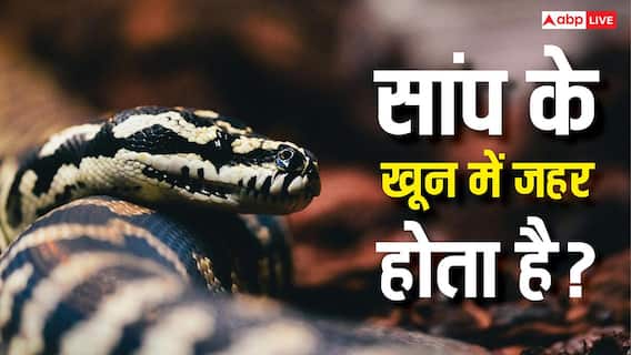 Snake Blood: इन देशों में पिया जाता है सांप का खून, जानें इससे क्यों नहीं होती इंसान की मौत? Snake Blood: इन देशों में पिया जाता है सांप का खून, जानें इससे क्यों नहीं होती इंसान की मौत?