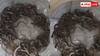 27 Snakes Found In Water Tank: पानी की टंकी से एक साथ निकले 27 सांप, देखने वालों की कांप गई रूह- वीडियो वायरल