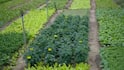 Arhar Dal Farming: તુવેરની ખેતી માટે અપનાવો આ ટેકનિક, 20 ગણું વધી જશે ઉત્પાદન અને નફો