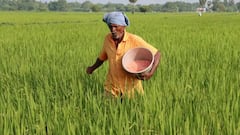 Arhar Dal Farming: તુવેરની ખેતી માટે અપનાવો આ ટેકનિક, 20 ગણું વધી જશે ઉત્પાદન અને નફો