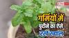 गमले में सूख रहा है पुदीना तो न हों परेशान, इस कमाल के तरीके से रहेगा हरा-भरा