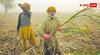 Monsoon Farming Tips: मानसून में नहीं हुई ठीक से बारिश तो भी तगड़ा मुनाफा कमा लेंगे आप, बस इन बातों का रखना होगा ख्याल