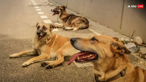 बाराबंकी: पागल कुत्ते ने लकवा पीड़ित बुजुर्ग को 103 जगह नोचा, इलाज के दौरान तड़पकर दर्दनाक मौत