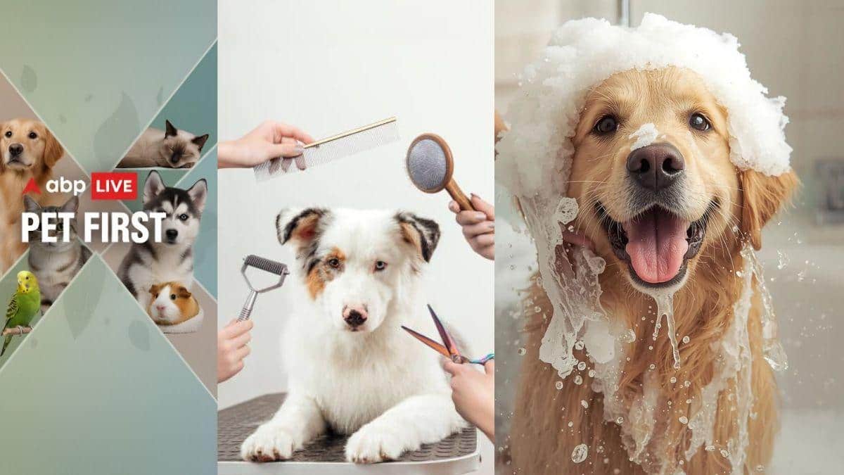 ABP Live Pet First | How To Groom Your Dog At Home; 5 Tips To Keep Your Furry Friend's Coat, Skin And Nails Clean
