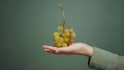 Raisin Farming: अपने फार्म हाउस में कैसे उगा सकते हैं किशमिश? खेती से लाखों कमा सकते हैं किसान