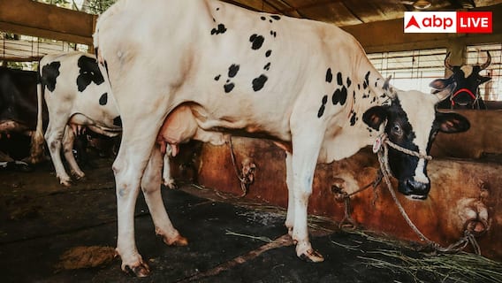 Rathi Cow: एक दिन में कितना दूध देती है राठी गाय, जानें कितनी है इसकी कीमत? Rathi Cow: एक दिन में कितना दूध देती है राठी गाय, जानें कितनी है इसकी कीमत?