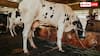 Rathi Cow: एक दिन में कितना दूध देती है राठी गाय, जानें कितनी है इसकी कीमत?