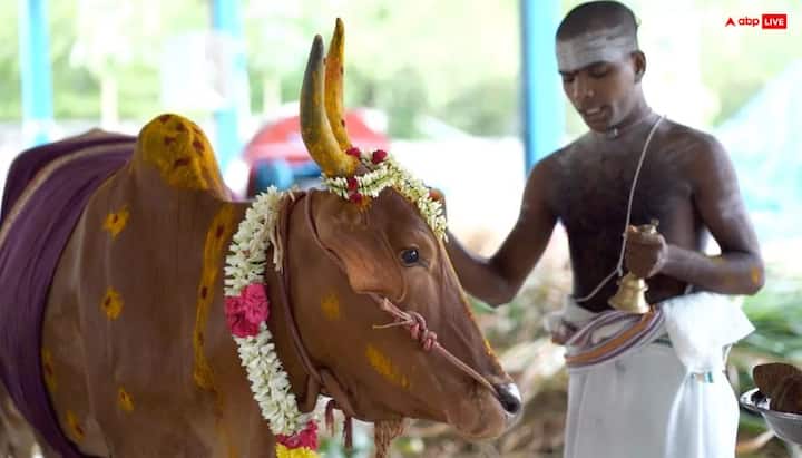तीसरा सपना है, खुद को गाय (गौ माता) की सेवा करते हुए देखना. सनातन धर्म में गाय को सभी देवी-देवताओं का निवास माना गया है, इसलिए यह सपना अत्यंत शुभ जाता है. ऐसा सपना आने पर अगले दिन गाय को चारा जरूर खिलाएं, लेकिन इस बारे में किसी को न बताएं.