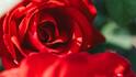 National Red Rose Day: वैलेंटाइन वीक के रोज डे और नेशनल रेड रोज डे में क्या अंतर, क्या है दोनों को मनाने की वजह?