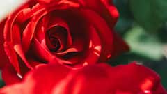 National Red Rose Day: वैलेंटाइन वीक के रोज डे और नेशनल रेड रोज डे में क्या अंतर, क्या है दोनों को मनाने की वजह?