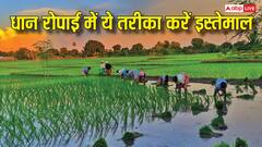 2 किलो धान से ही एक एकड़ में लग जाएगी फसल, इस तरीके से धान रोपें किसान भाई