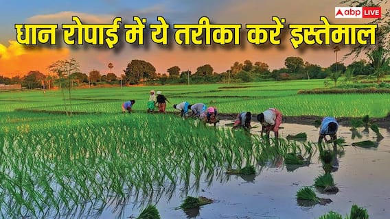 2 किलो धान से ही एक एकड़ में लग जाएगी फसल, इस तरीके से धान रोपें किसान भाई