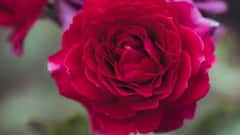 National Red Rose Day: वैलेंटाइन वीक के रोज डे और नेशनल रेड रोज डे में क्या अंतर, क्या है दोनों को मनाने की वजह?