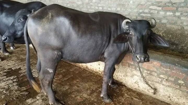 इन छोटे-छोटे लेकिन बेहद काम के घरेलू उपायों को अपनाकर आप अपनी भैंसों को लू और हीट स्ट्रोक के खतरे से आसानी से बचा सकते हैं. जब पशु तनाव मुक्त और पूरी तरह स्वस्थ रहेंगे तो उनका दूध उत्पादन भी कम नहीं होगा. इस तरह थोड़ी सी समझदारी दिखाकर आप इस सीजन में भी अपनी डेयरी से बंपर मुनाफा कमा सकते हैं.