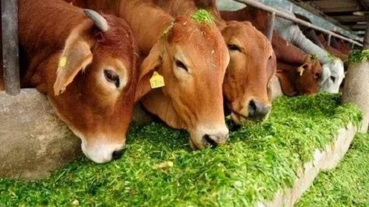 इस मौसम में दुधारू पशुओं के शरीर में पोषक तत्वों की कमी न हो इसके लिए उनके चारे में हरा चारा और मिनरल मिक्सचर जरूर शामिल करें. हरा चारा पशुओं के शरीर में पानी की कमी को पूरा करता है. जबकि मिनरल मिक्सचर उनकी इम्यूनिटी को मजबूत रखकर उन्हें बीमारियों से बचाता है.