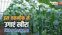 इस तकनीक से करें खीरे की खेती, 25 हजार से कमाएं 1.5 लाख का मुनाफा