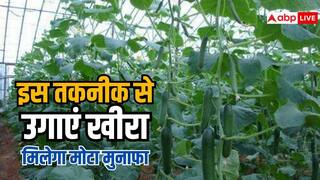 इस तकनीक से करें खीरे की खेती, 25 हजार से कमाएं 1.5 लाख का मुनाफा
