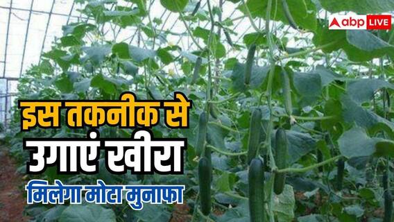 इस तकनीक से करें खीरे की खेती, 25 हजार से कमाएं 1.5 लाख का मुनाफा इस तकनीक से करें खीरे की खेती, 25 हजार से कमाएं 1.5 लाख का मुनाफा