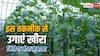 इस तकनीक से करें खीरे की खेती, 25 हजार से कमाएं 1.5 लाख का मुनाफा