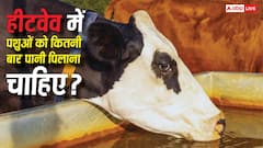 हीटवेव के दौरान पशुओं को कितनी बार पानी पिलाना चाहिए, क्या कहते हैं एक्सपर्ट?