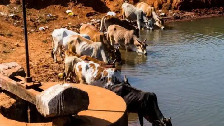 गर्मी के इस टॉर्चर से बचाने के लिए पशुओं के बांधने वाले स्थान यानी शेड का हवादार होना बहुत आवश्यक है. उनके रहने की जगह पर सीधे धूप नहीं आनी चाहिए. आप चाहें तो शेड की छत पर पुआल डाल सकते हैं या बोरे को गीला करके लटका सकते हैं. जिससे वहां का माहौल ठंडा बना रहे.