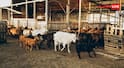 Goat Farming Vs Dairy Farming : बकरी पालन या डेयरी पालन... डेयरी के बिजनेस के लिए क्या रहेगा बेस्ट, किसमें ज्यादा मुनाफा?