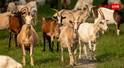 Goat Farming Vs Dairy Farming : बकरी पालन या डेयरी पालन... डेयरी के बिजनेस के लिए क्या रहेगा बेस्ट, किसमें ज्यादा मुनाफा?