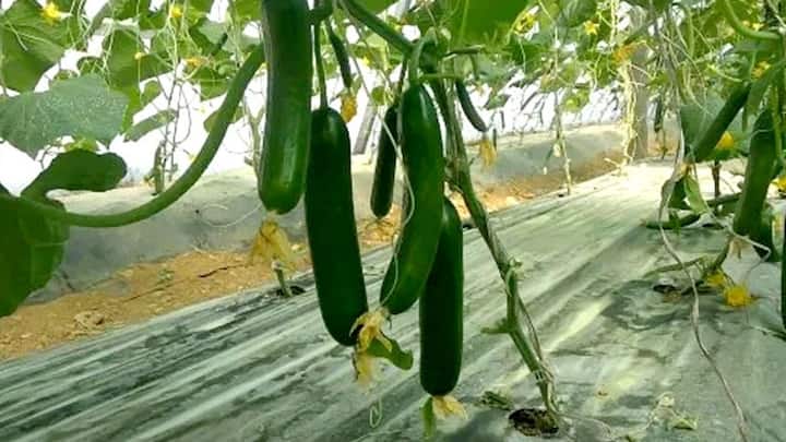 यह पूरी सक्सेस स्टोरी साफ तौर पर यह साबित करती है कि अगर सही सरकारी योजनाओं और मॉडर्न टेक्नोलॉजी का तालमेल बिठाया जाए तो खेती सबसे बेस्ट बिजनेस है. हमारे देश के किसान भाई इस स्मार्ट तकनीक को अपनाकर बेहद कम लागत में हर साल लाखों का तगड़ा और सुरक्षित मुनाफा आसानी से कमा सकते हैं.