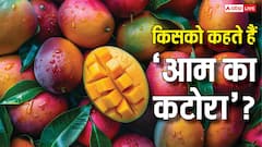 Most Mango Producing State: भारत में कहां पैदा होता है सबसे ज्यादा आम, जानें पूरे साल में कितने टन होती है पैदावार?