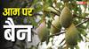 Mango Ban: विदेश भेजने से पहले आम का कौन सा टेस्ट होता है, फेल हो जाए तो एक्सपोर्ट पर लगा जाता है बैन