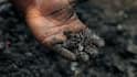 Earthworm Fertilizer: खेत का सबसे मेहनती मजदूर है केंचुआ, जानिए कैसे बनती है प्राकृतिक खाद