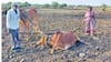 Latur Farmer : बैल दिला की थट्टा केली? सरकारने दिलेल्या आजारी बैलाने औत लावताच मान टाकली, लातूरच्या शेतकऱ्याची मोठी मागणी 