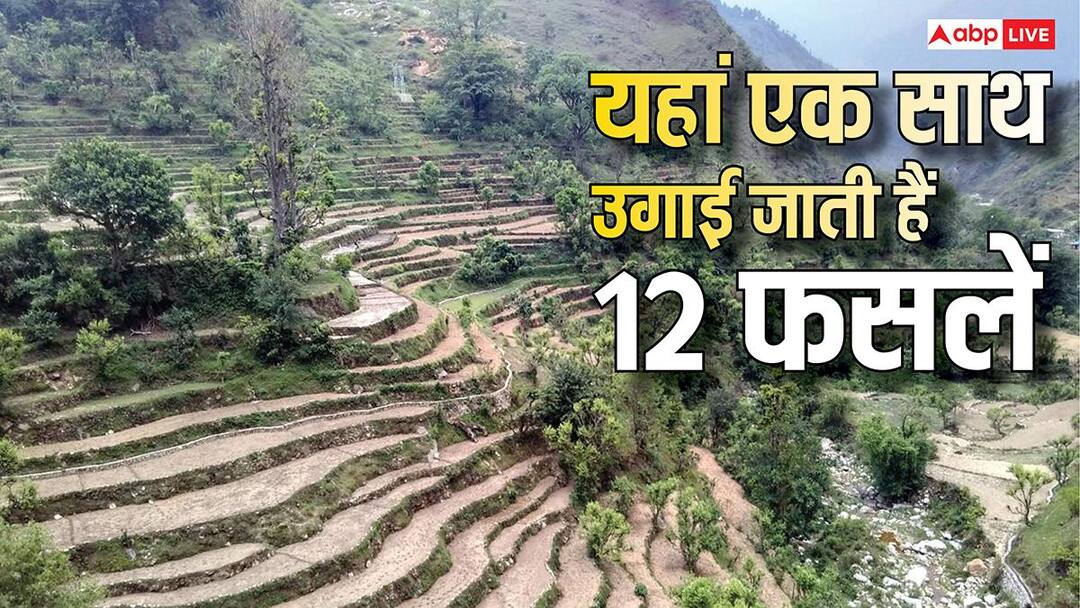 एक खेत में 12 फसलें, फिर भी कम खर्च! क्या है पहाड़ों की बारहनाजा खेती? एक खेत में 12 फसलें, फिर भी कम खर्च! क्या है पहाड़ों की बारहनाजा खेती?